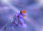 开云体育平台APP-灰熊奇迹，切特·霍姆格伦的致命一击与一支球队的逆袭传奇