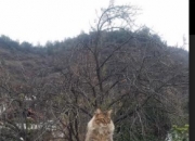 开云体育在线-骑士三分雨浇灭热火，库里虚拟跨界飙出F1奇幻赛道