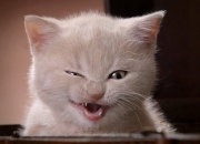 开云体育登录-凯塞多数据全面爆炸！澳大利亚对阵拉齐奥友谊赛深度解析