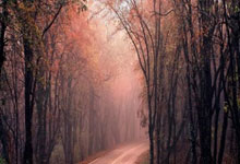 开云体育中国-威斯特法伦之夜！黄黑风暴撕碎巴黎幻梦，多特蒙德直通温布利王座战