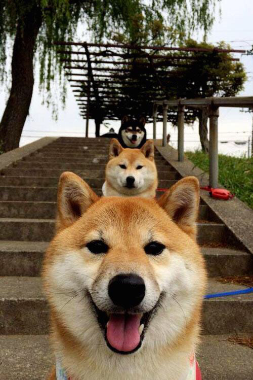 武切维奇得分篮板双三十，深圳队力克爵士创历史