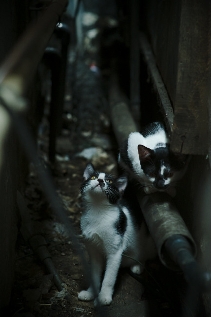 血脉重燃，基耶萨的狂澜之夜与F1争冠史书