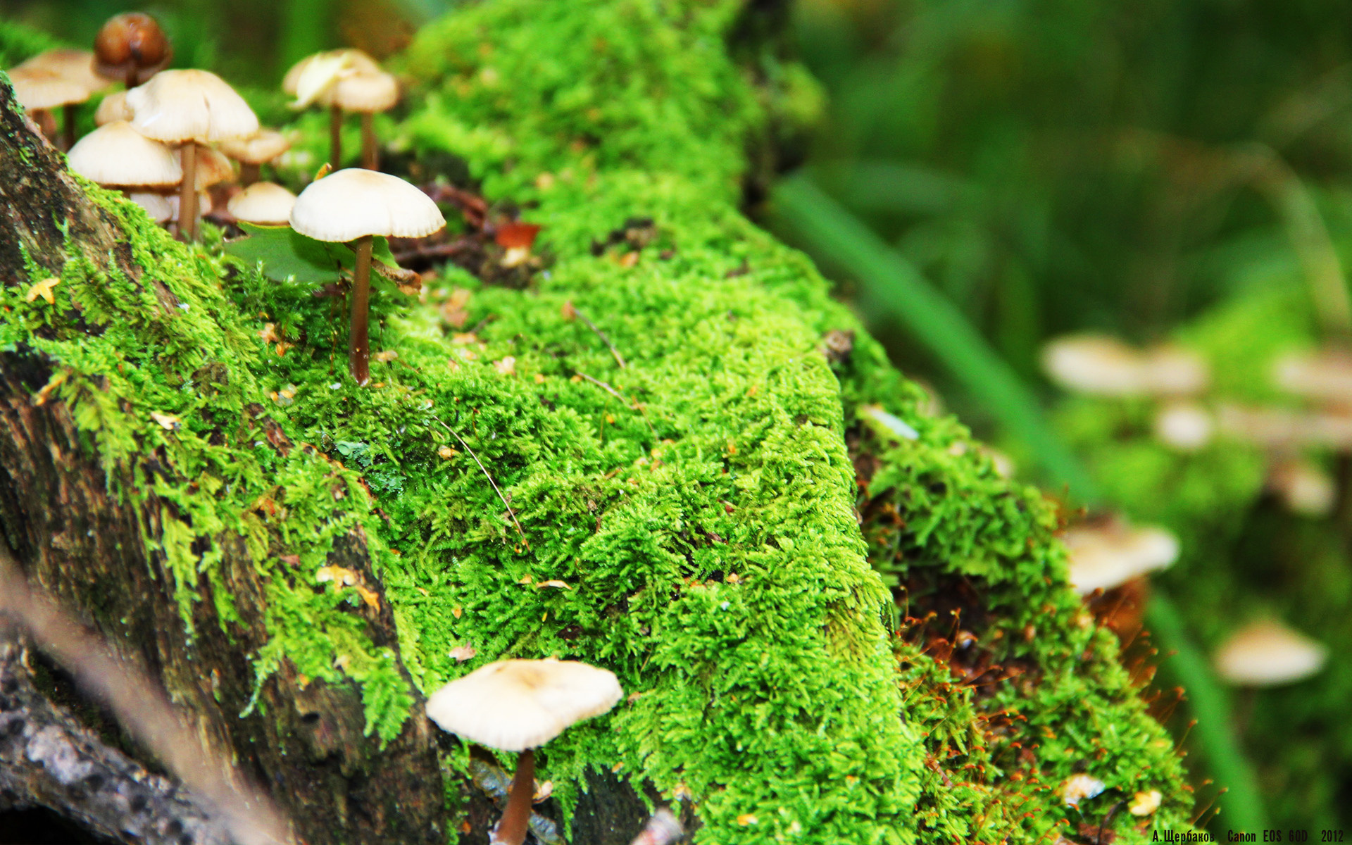 北欧风暴击溃沙漠之狐，金玟哉何以成为丹麦轻取阿尔及利亚的关键枢纽？