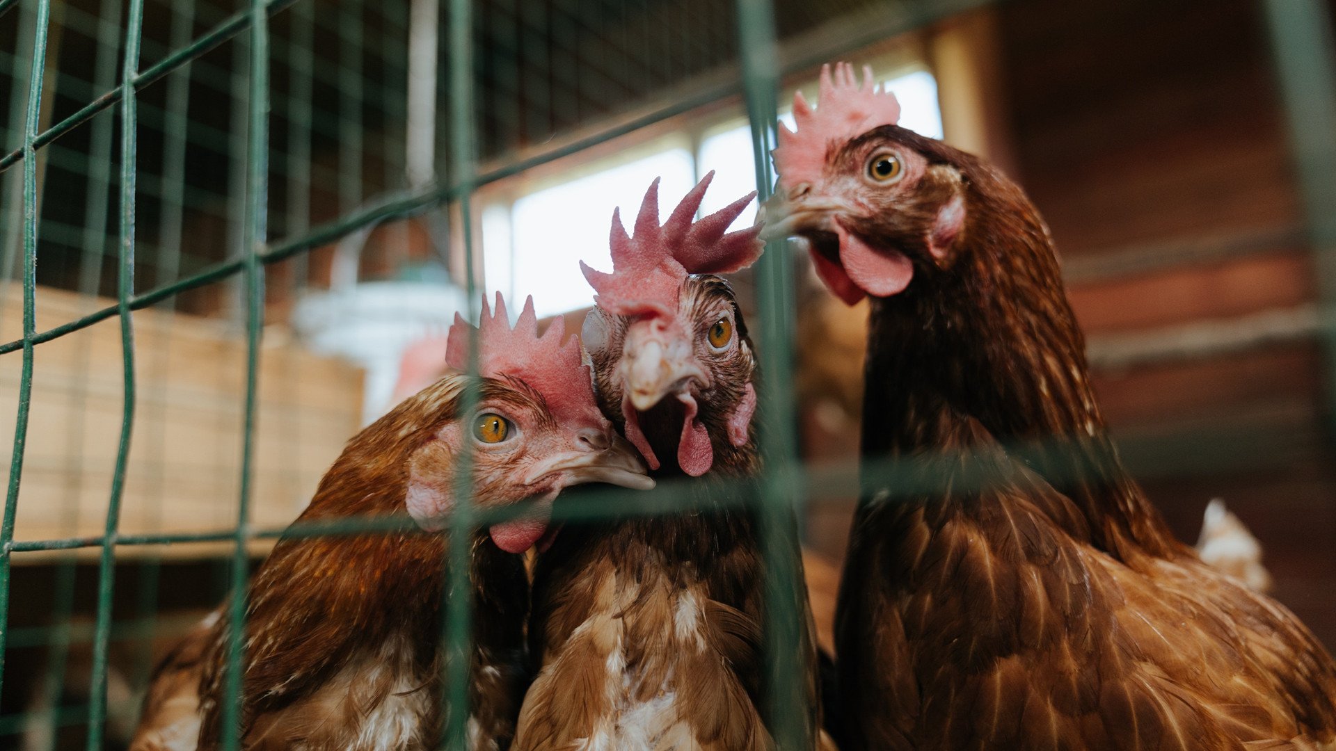 奥斯梅恩打出生涯之夜，苏格兰粉碎土耳其，个人英雄与团队铁壁的现代足球启示录