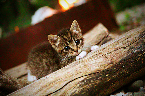 拉梅洛狂轰40+13化身无双利刃，魔术末节惊魂18分逆转森林狼