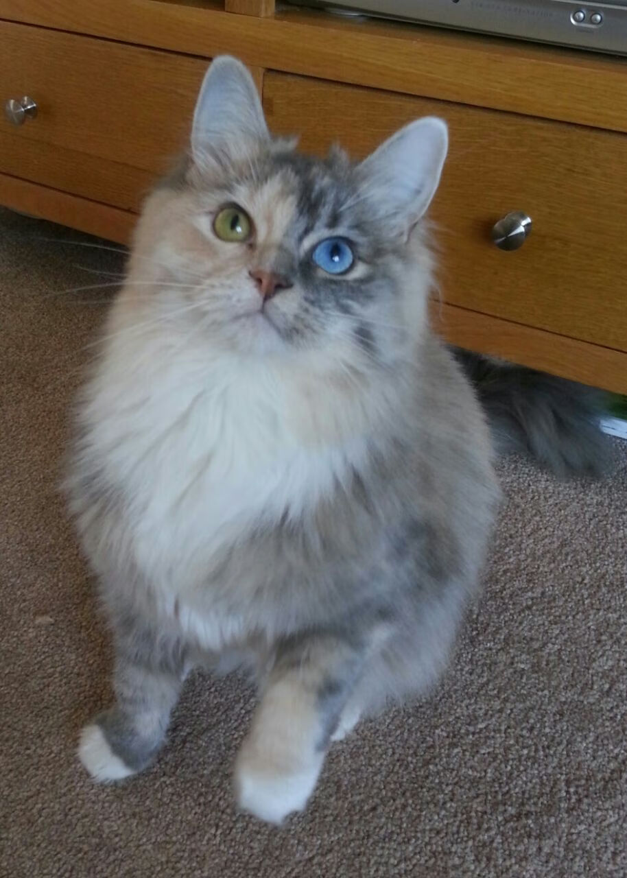 跨界奇迹，哈登在西甲国家德比之夜的篮球式制胜一击