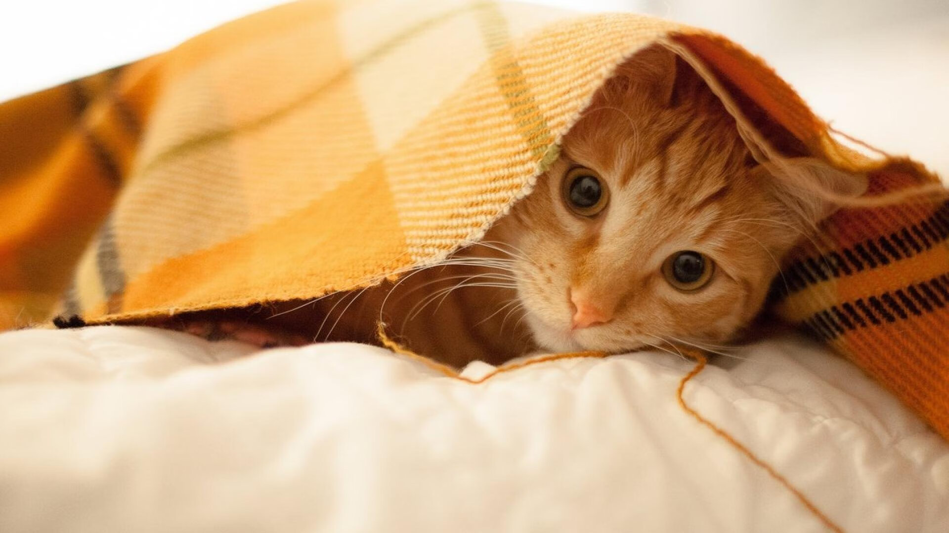 暴君与城墙，当字母哥的统治力遇上北京队的铁血封锁