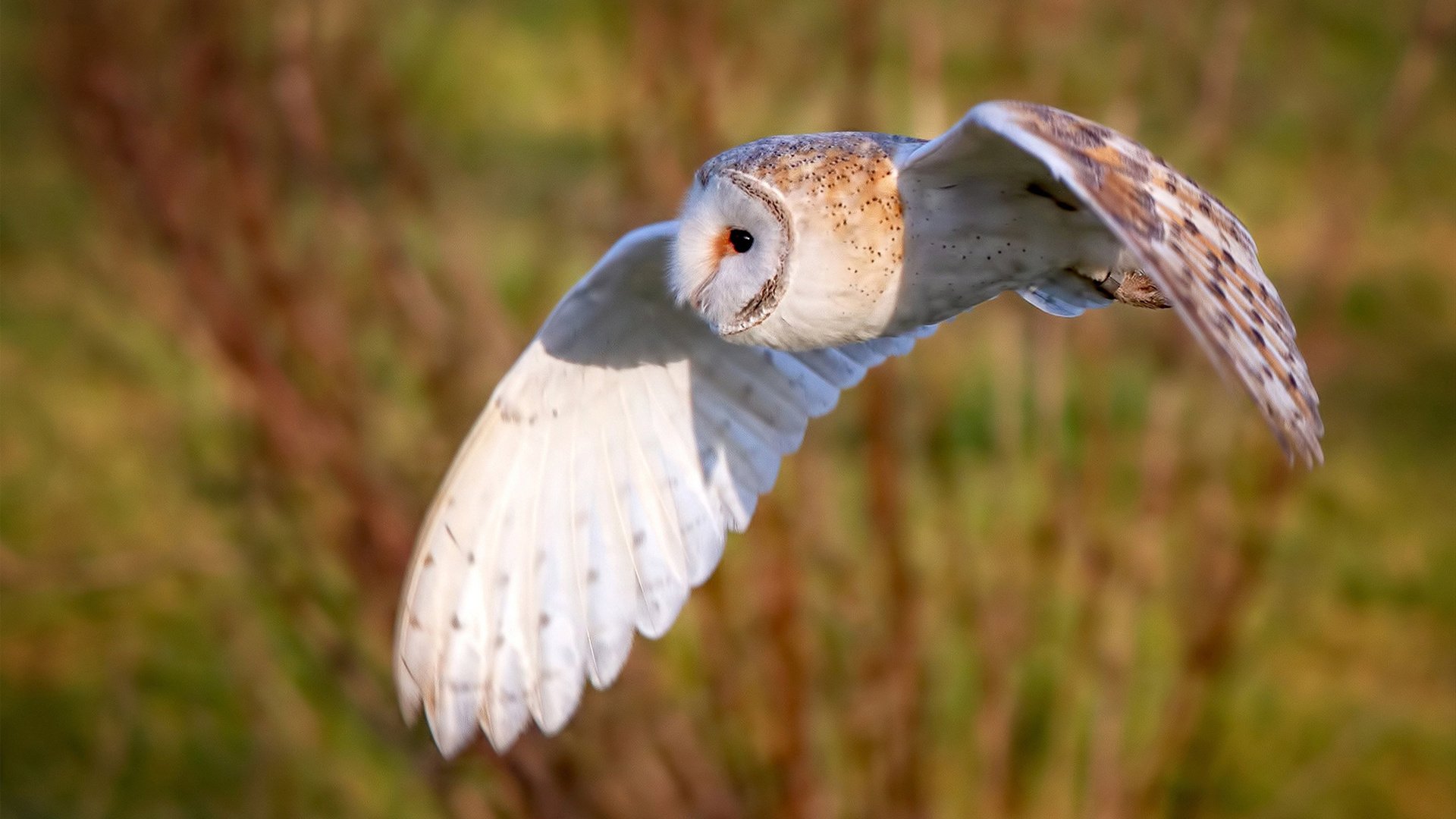生死战中的双星闪耀，日本足球突围，京多安精神在NBA季后赛绽放