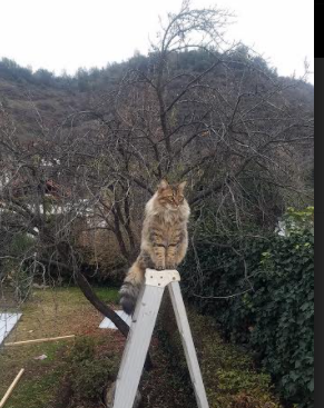 骑士三分雨浇灭热火，库里虚拟跨界飙出F1奇幻赛道