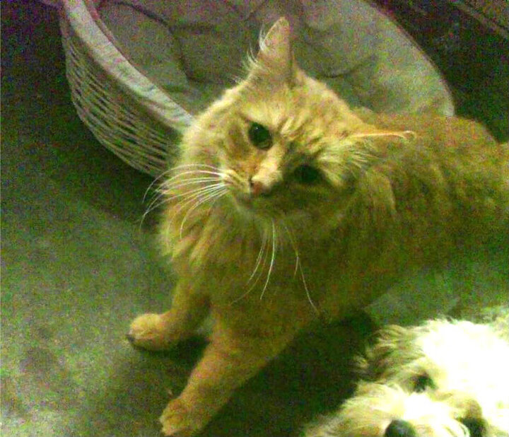 跨界征服，冰岛强压秘鲁与阿什拉夫F1年度争冠接管的共同哲学