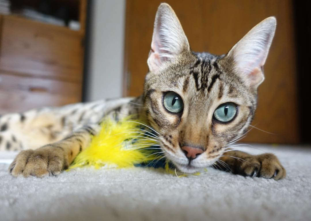 独狼咆哮，保罗撕裂猛龙铜墙铁壁的悲壮史诗