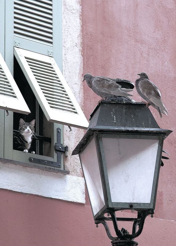 广厦队收割开拓者显亚洲篮球崛起，东契奇逆境重生完成自我救赎