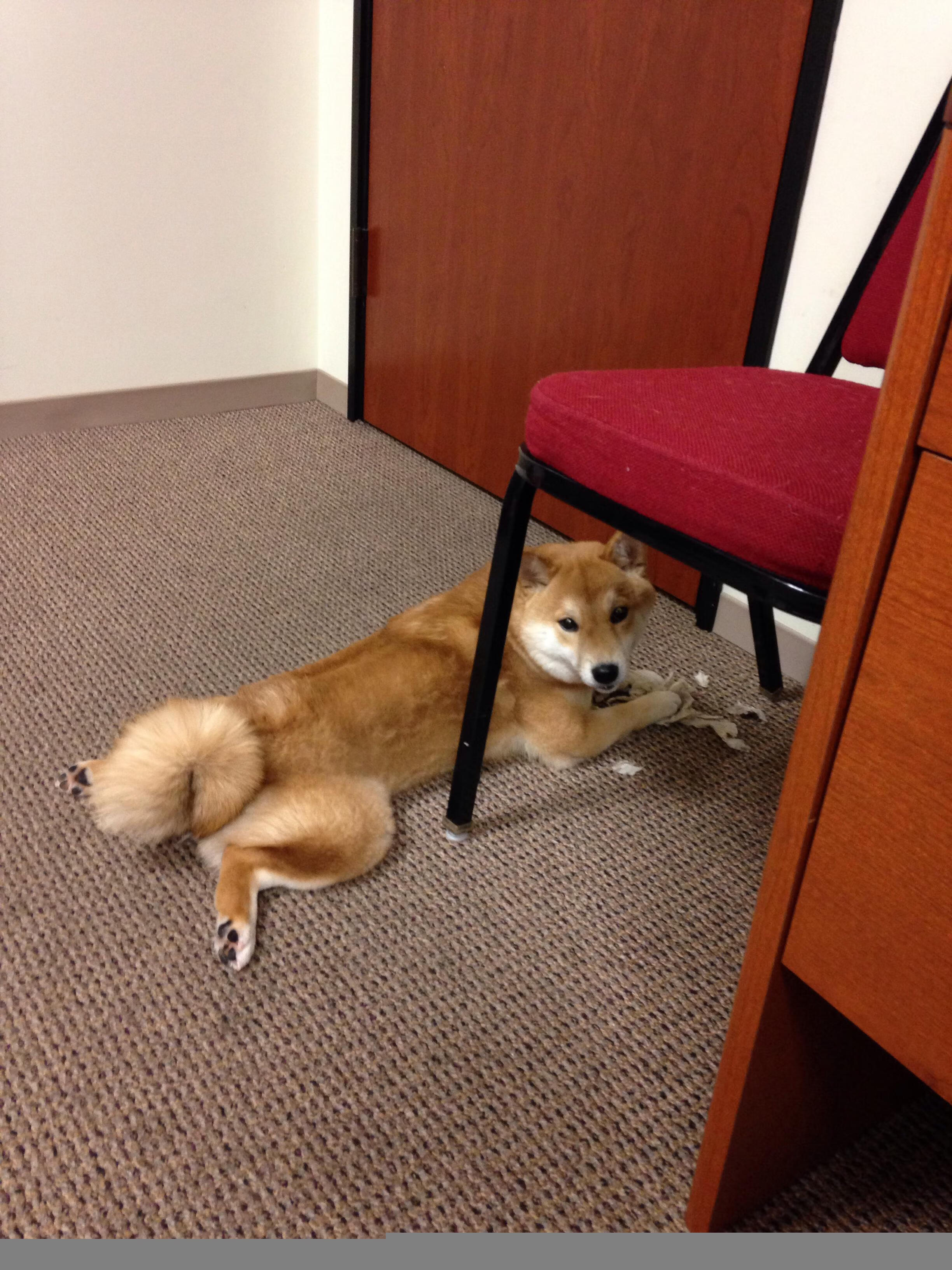 英格拉姆状态火热狂砍高分，鹈鹕主场力克火箭展现实力