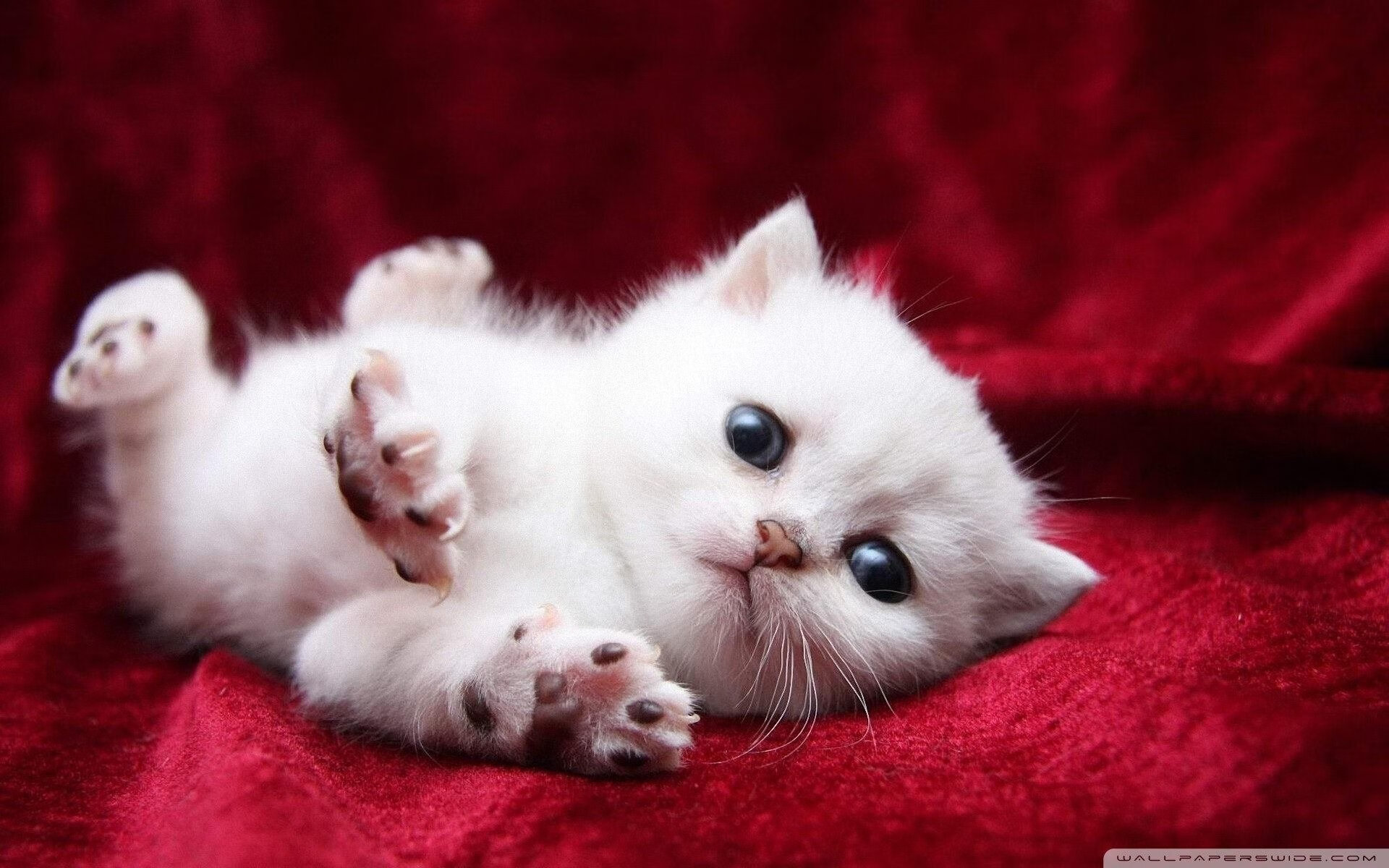 体育双星夜，西甲国家德比激战，文班亚马刷新纪录