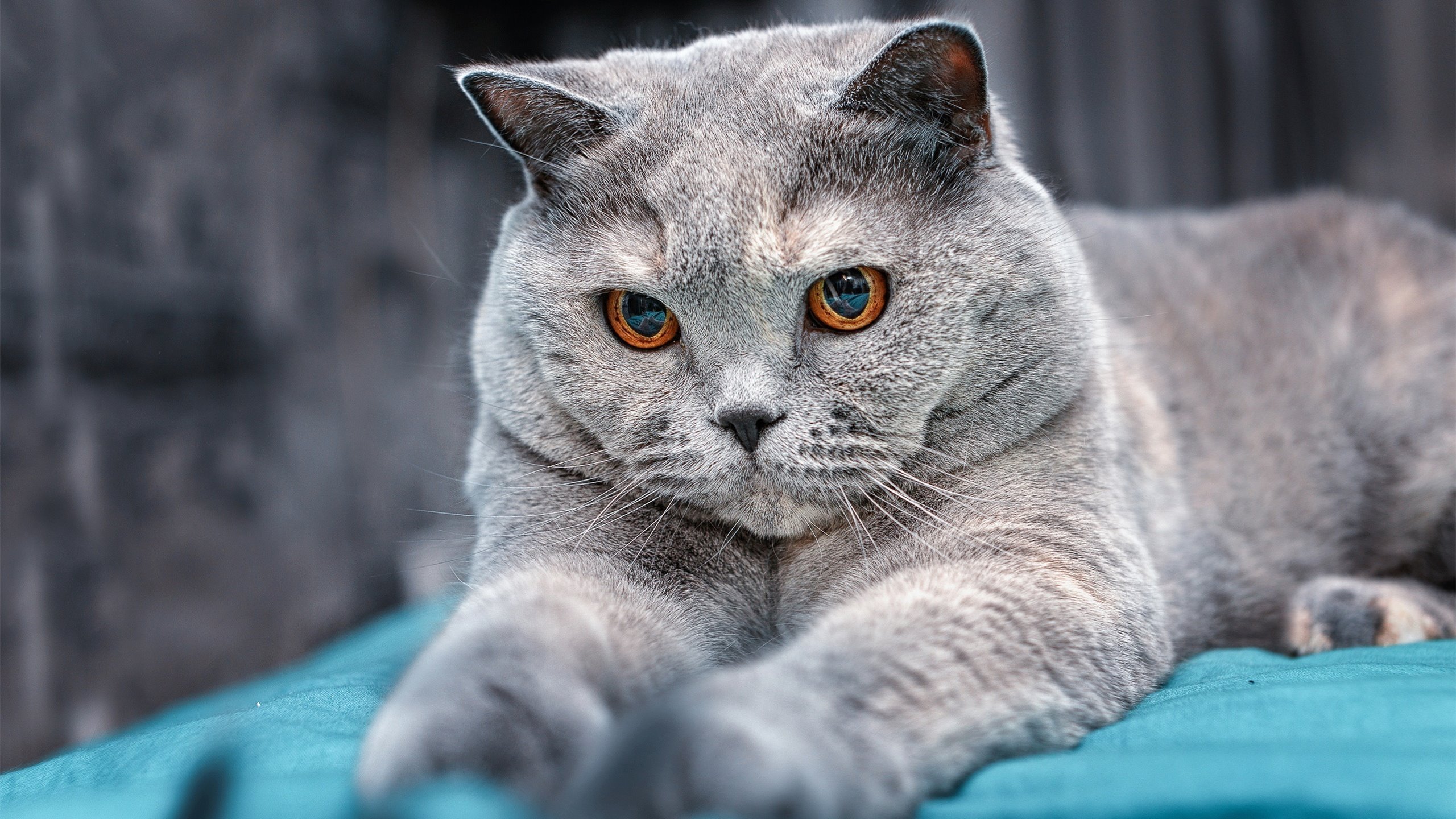 紫百合绽放欧战夜，克瓦拉茨赫利亚以一己之力爆发，亚特兰大掀翻奥地利铁壁